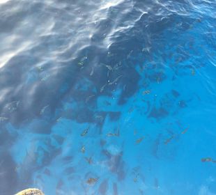 Delfintour