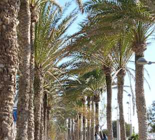 Promenade an der Playa de Palma