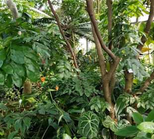 Botanischer Garten 