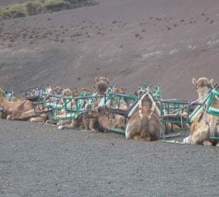 Dromedarreiten