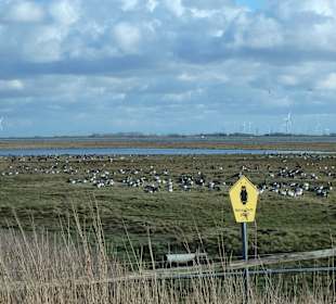 Naturschutzpark an der Eider 