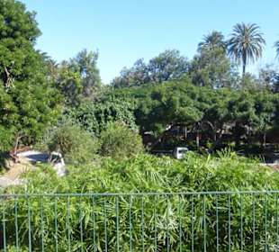 Im Park / Parque Doramas (oberer Bereich)
