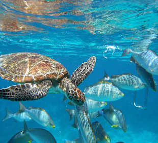 Schnorchelausflug - Meeresschildkröte