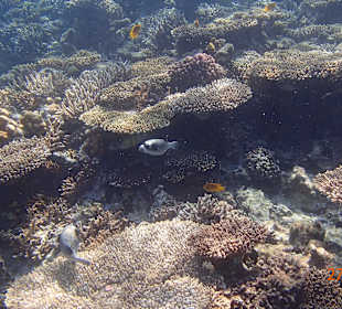 Korallen Riff mit Fisch