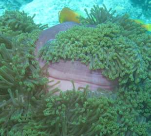 Malediven-Anemonenfisch