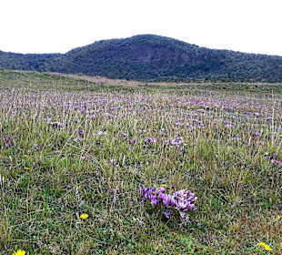 Cotopaxi Nationalpark