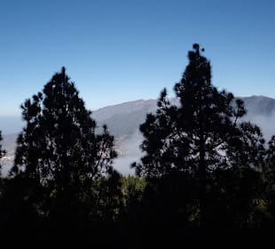 Kiefernwald am Aufstieg