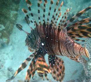 Indischer Rotfeuerfisch