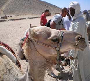 Kamelreiten