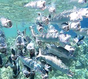 Schnorcheln Marsa Alam