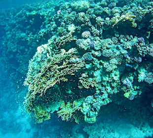 Schnorcheln Marsa Alam