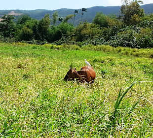 Landwirtschaft in den Bergen
