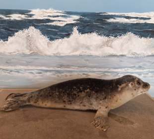 Seehundstation Norddeich in Norden,