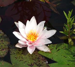 Eindrücke vom Rundgang durch den Park der Gärten