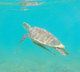 Schnorcheln Marsa Alam