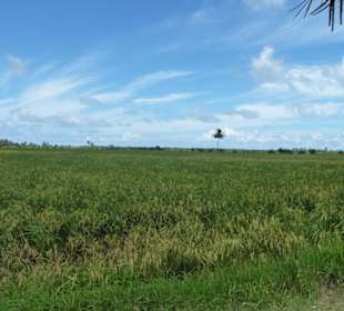 Landschaft