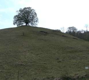 Calverbühl