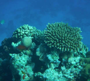 Hausriff Arabia Azur