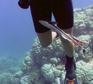 Schiffshalter auf der Suche