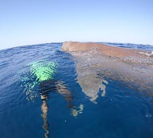 Schnorcheln Marsa Alam