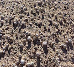 Impressionen aus der Dünenlandschaft