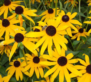 Blütenpracht in Trauttmansdorff