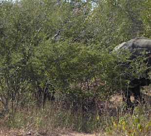 Krüger Nationalpark