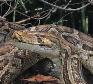 Rundgang durch das Übersee-Museum in Bremen