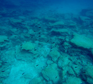 Schnorcheln Ayia Napa/Agia Napa