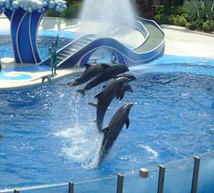 Delfin und Wal Show