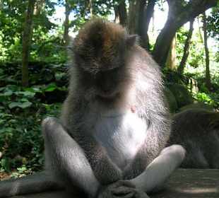 meditierender Affe, grins