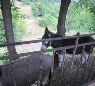 Esel in der Altstadt