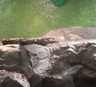 Südamerika Bereich - Jaguarhaus