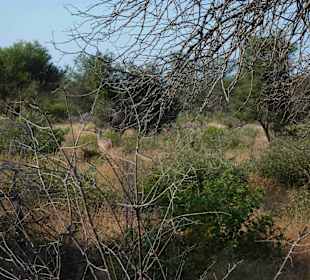 Krüger Nationalpark