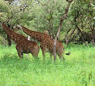 Giraffen unter Schein