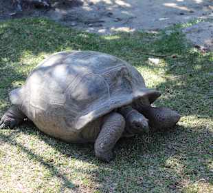 Schildkröte