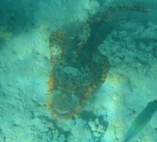 Vorm Hausriff Drachenkopf