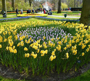 Blumenpracht im Keukenhof