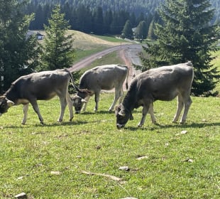 Kühe am Wegesrand