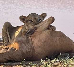 Geführte Touren Robert Safaris Adventure Galu Beach