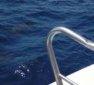 Delfinwatching