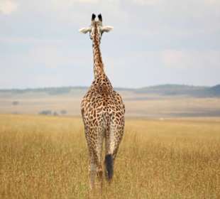 Masai Mara