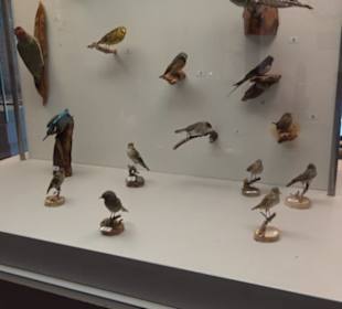 Natur- und Jagdmuseum