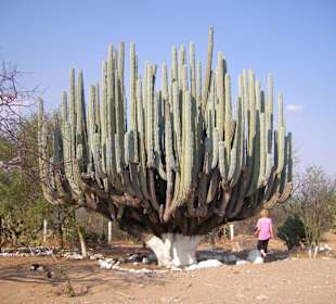 größte Kaktee der Sierra Madre