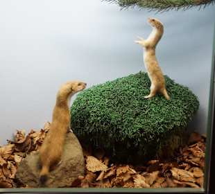 Vogel-und Jagdtierkunde