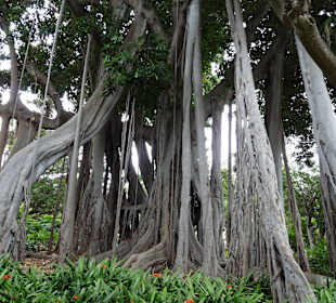 Botanischer Garten