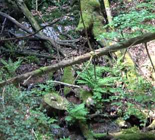 Griesbacher Wasserfälle Bad Griesbach
