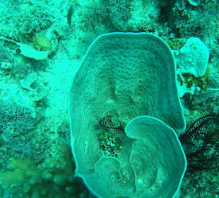 Reef Magic - Tauchen 12