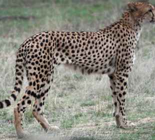 Krüger Park, Cheetah