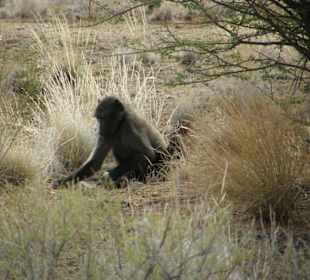 Frei lebende Affen im Nationalpark